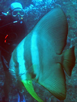 Batfish at the Plateau, racha Noi island in Phuket