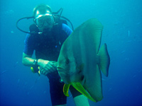 Batfish, Similan islands