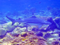 Blacktip reef shark, Phi Phi