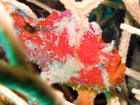 Frog fish at Koh Doc Mai, Phuket
