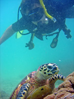 Ben Collins with hawksbill turtle