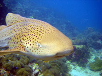 Leopard shark on Shark Point