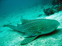 Leopard shark at Phi Phi