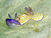Risbecia Pulchella Nudibranch