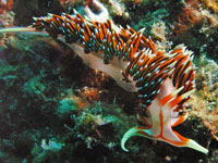 Nudibranch at King Cruiser