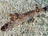 Nudibranch at Racha Noi island