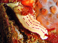 Nudibranch at Koh Doc Mai