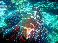 Octopus at Phi Phi