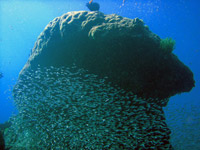 Coral bombie with glass fish, Similan islands