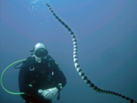 Banded sea snake