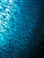 School of sweepers at Koh Doc Mai
