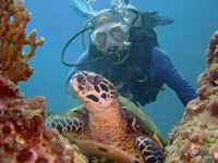 Turtle at Bungalow Bay, Racha Yai island
