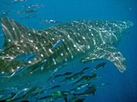 Whale shark with rainbow runners