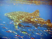Close encounter with Whale shark