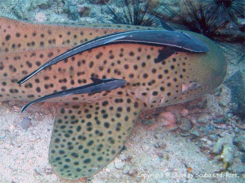 Leopard Shark at Hin Bida, Phi Phi