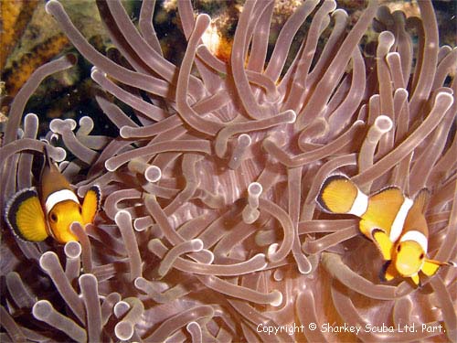 Clown Anemone Fish at Koh Bida Nai, Phi Phi