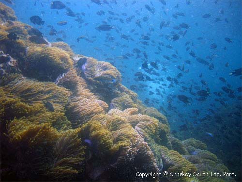 Anemone Reef photograph