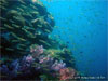 Anemone Reef - Click to enlarge
