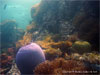 Anemone Reef - Click to enlarge