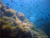 Anemone Reef - Click to enlarge