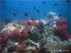 Anemone Reef - Click to enlarge