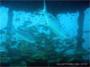 King Cruiser - Click to enlarge