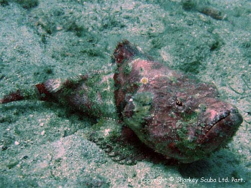 Racha Yai island photograph