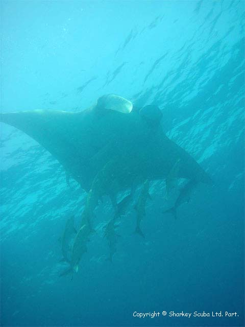 Racha Yai island photograph