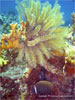 Racha Yai Island - Click to enlarge