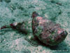 Racha Yai Island - Click to enlarge