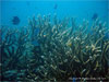 Racha Yai Island - Click to enlarge