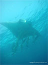 Racha Yai Island - Click to enlarge