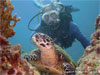 Racha Yai Island - Click to enlarge