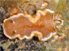 Shark Point - Click to enlarge