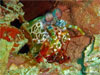 Shark Point - Click to enlarge