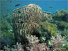 Shark Point - Click to enlarge