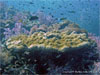 Shark Point - Click to enlarge