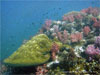 Shark Point - Click to enlarge