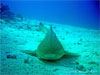 Shark Point - Click to enlarge