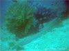 Shark Point - Click to enlarge