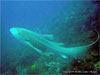 Shark Point - Click to enlarge