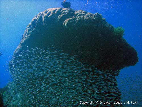 Similan Islands Photograph