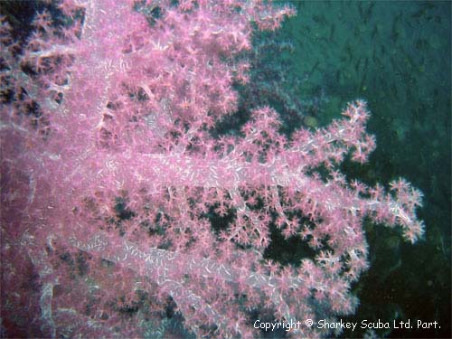 Similan Islands Photograph