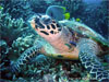 Similan Islands - Click to enlarge