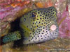 Similan Islands - Click to enlarge