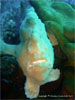 Similan Islands - Click to enlarge