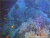 Similan Islands - Click to enlarge