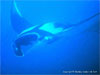 Similan Islands - Click to enlarge