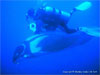 Similan Islands - Click to enlarge