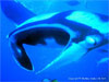 Similan Islands - Click to enlarge